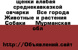 щенки алабая ( среднекавказкой овчарки) - Все города Животные и растения » Собаки   . Мурманская обл.